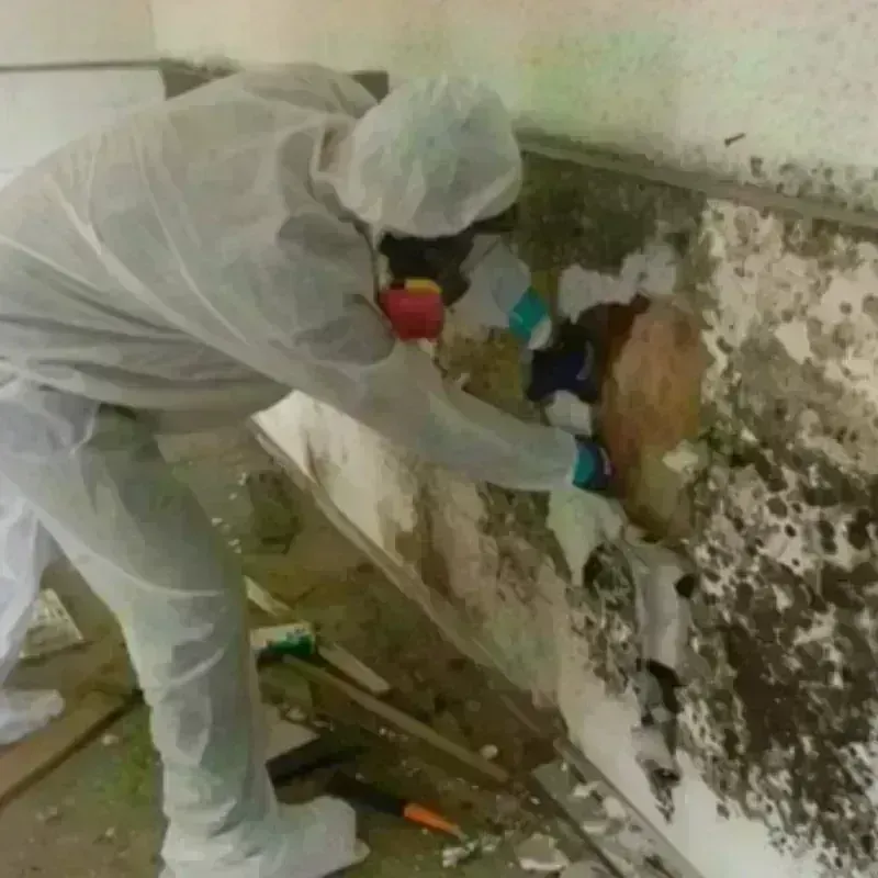 Mold Remediation and Removal in Williamsburg, FL